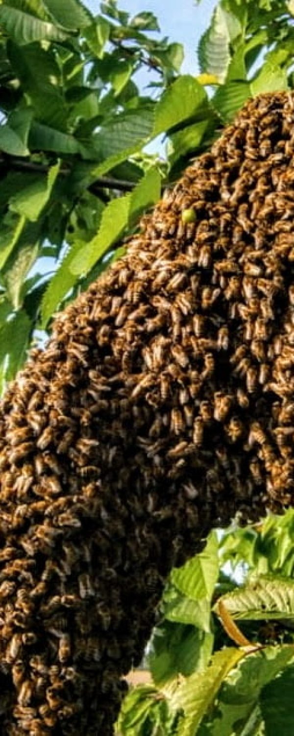 2022-04-23-bienenschwarm-blog-titelbild-warum-schwaermen-die-bienen-origingal-von-Mai-2016-P5220169-1170×635-1 Ein Bienenschwarm besteht aus vielen Bienen die sich zusammen setzten wie eine Traube in Büschen oder Hecken