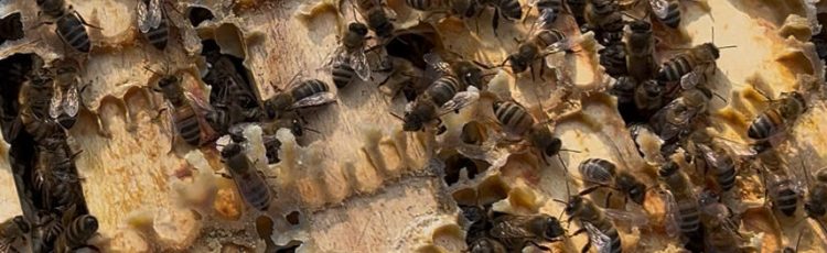 IMG_5209 Bienen im Stock auf Wabengassen