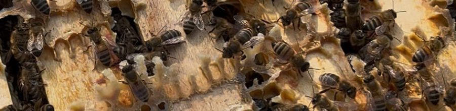 IMG_5209 Bienen im Stock auf Wabengassen