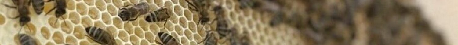 IMG_5351 Bienen auf einer Honigwabe